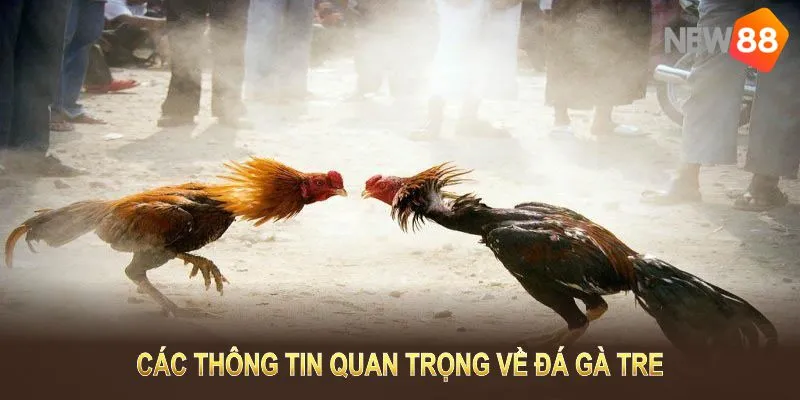 Các thông tin quan trọng về đá gà tre