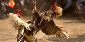 Đá Gà cựa Sắt Chuyên Nghiệp Tại New88 - Hướng Dẫn Từ A-Z