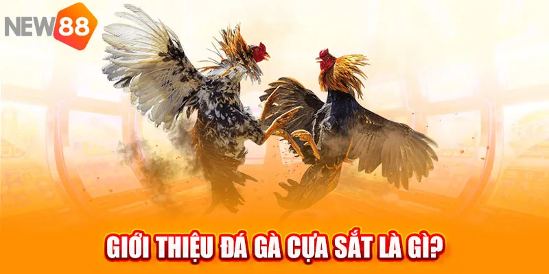 Đá gà cựa sắt là bộ môn nổi bật tại New88