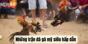 Đá Gà Mỹ - Game Cá Cược Kịch Tính Nhất Mọi Của Năm 2025