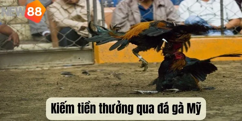 Mức thưởng giá trị cao tại đá gà Mỹ được săn đón nhiều