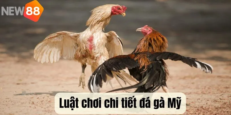 Luật chơi đá gà Mỹ cơ bản nhất cho các tân binh
