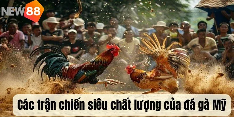 Đá gà Mỹ được mang đến các trận đấu kịch tính, chất lượng