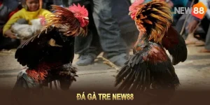 Tìm Hiểu Về Đá Gà Tre Và Những Hình Thức Cược Nổi Bật