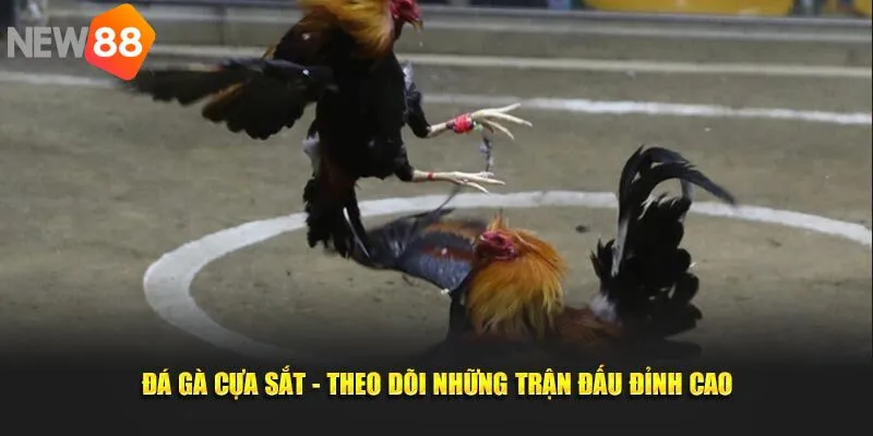 Hãy nắm chắc luật đá gà để cá cược tốt hơn