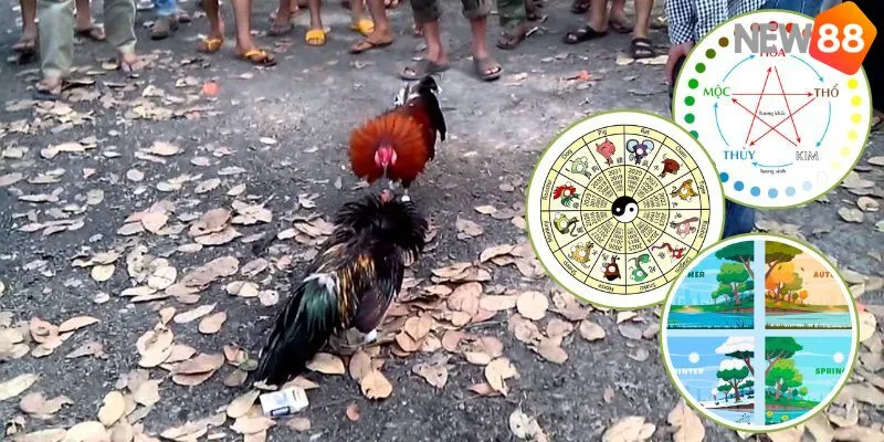 Hướng dẫn các bí quyết xem ngày đá gà đúng nhất