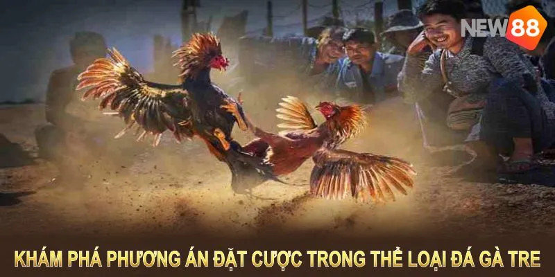 Khám phá các phương án đặt cược trong thể loại đá gà tre