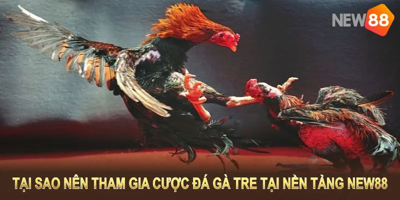 Tại sao nên tham gia cược đá gà tre tại nền tảng chúng tôi