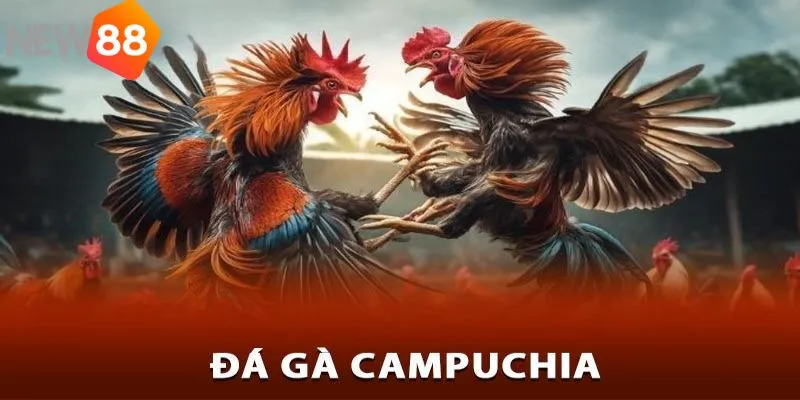Tổng quan về sảnh đá gà Campuchia new88