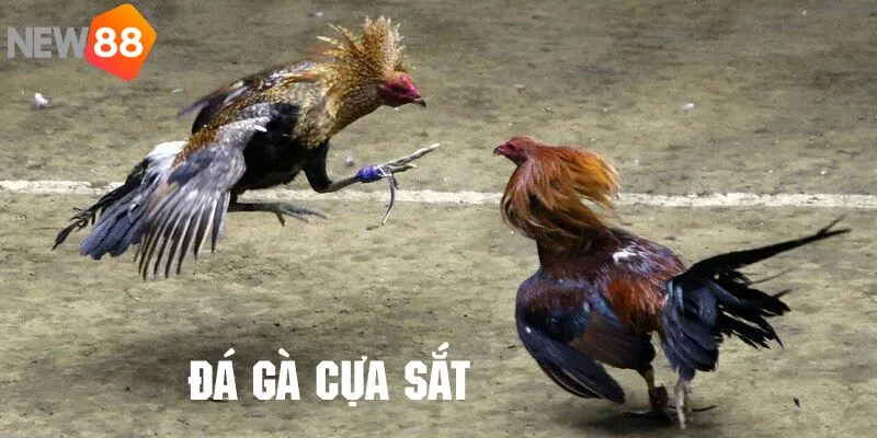 Xem live gà cựa sắt hấp dẫn như thế nào?