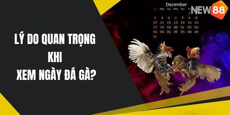 Xem ngày đá gà mang nhiều lợi ích cho người nuôi